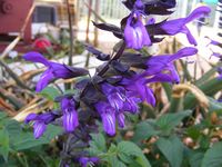 Salvia guaranitica